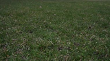 Havada attı ve çim kaplı zeminde bir düşük iyi spor arka plan yapma noktadan açılış kırmızı dantel ile kullanılan deri beyzbol kısa yavaş hareket % 50 yarı hızla video klip