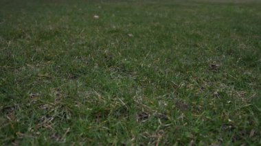 Havada attı ve çim kaplı zeminde bir düşük iyi spor arka plan yapma noktadan açılış kırmızı dantel ile kullanılan deri beyzbol kısa yavaş hareket % 50 yarı hızla video klip