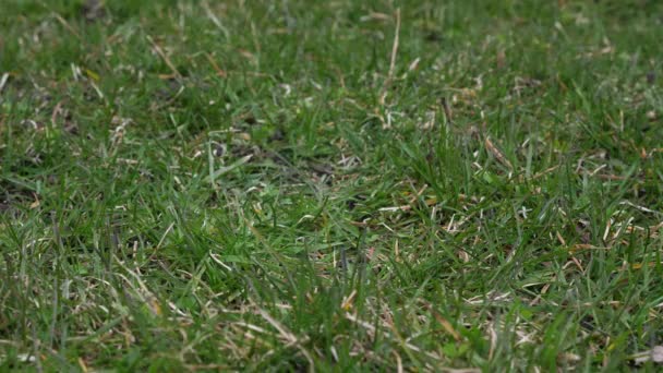 Videoklipp av en kaukasisk manlig plocka upp en begagnad läder baseball med röda snören om i gräset täckt marken från en låg utsiktspunkt att göra en bra sport-bakgrund. — Stockvideo