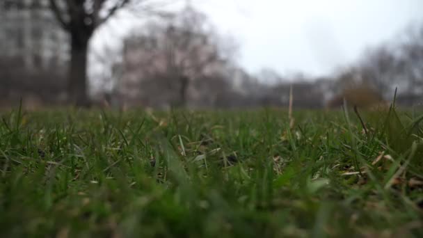 Short slow motion 50% half speed video clip of a used leather baseball with red laces tossed in the air and landing on the grass covered ground from a low vantage point making a good sports background — Stock Video