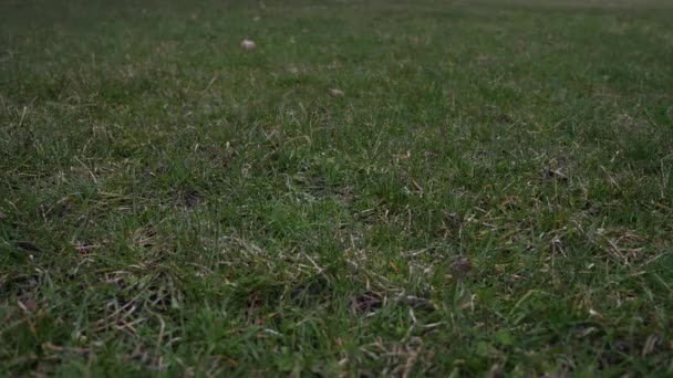 短慢动作50% 半速视频剪辑一个二手的皮革棒球与红色花边扔在空中和降落在草地上覆盖地面从低的优势, 使良好的体育背景 — 图库视频影像
