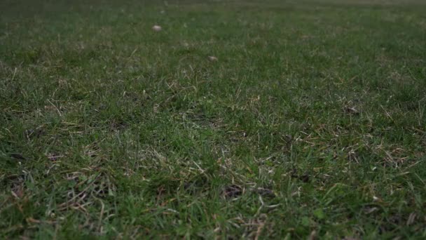 Short slow motion 50 % clip vidéo à mi-vitesse d'une balle de baseball en cuir usagée avec des lacets rouges jetés dans les airs et atterrissant sur le sol couvert d'herbe à partir d'un point de vue bas faisant un bon fond sportif — Video