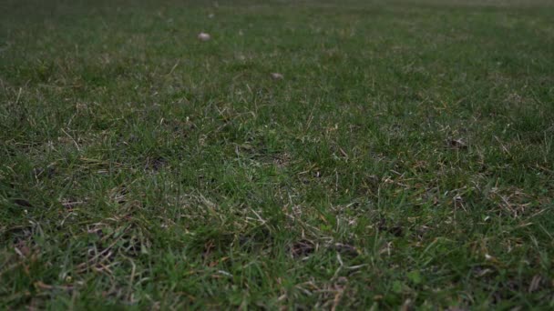 Short slow motion 50% half speed video clip of a used leather baseball with red laces tossed in the air and landing on the grass covered ground from a low vantage point making a good sports background — Stock Video