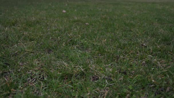 Cámara lenta corta 50% clip de video de media velocidad de una pelota de béisbol de cuero usada con cordones rojos lanzados en el aire y aterrizando en el suelo cubierto de hierba desde un punto de vista bajo haciendo un buen fondo deportivo — Vídeo de stock