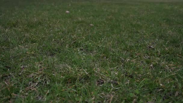Short slow motion 50 % clip vidéo à mi-vitesse d'une balle de baseball en cuir usagée avec des lacets rouges jetés dans les airs et atterrissant sur le sol couvert d'herbe à partir d'un point de vue bas faisant un bon fond sportif — Video