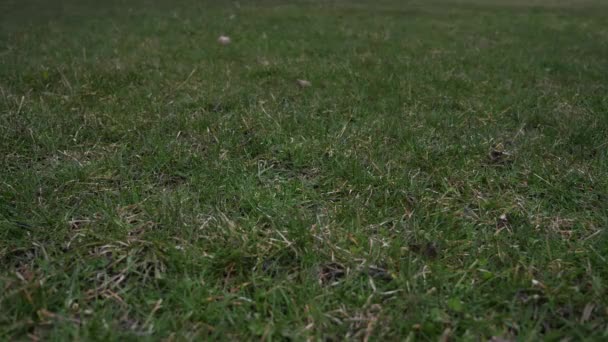 Kurze Zeitlupe 50% halber Geschwindigkeit Videoclip eines gebrauchten Lederbaseballs mit roten Schnürsenkeln, die in die Luft geworfen werden und von einem niedrigen Aussichtspunkt aus auf dem grasbedeckten Boden landen, was einen guten sportlichen Hintergrund ergibt — Stockvideo