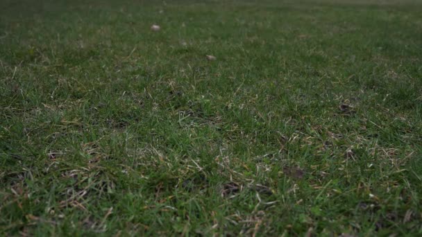 Korte slowmotion 50% halve snelheid videoclip van een honkbal gebruikte leder met rode veters gooide in de lucht en de landing op de grond met gras bedekt van een dieptepunt van de vantage, maken een goede sport-achtergrond — Stockvideo