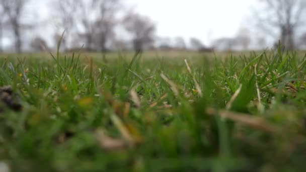 Korte slowmotion 50% halve snelheid videoclip van een honkbal gebruikte leder met rode veters gooide in de lucht en de landing op de grond met gras bedekt van een dieptepunt van de vantage, maken een goede sport-achtergrond — Stockvideo