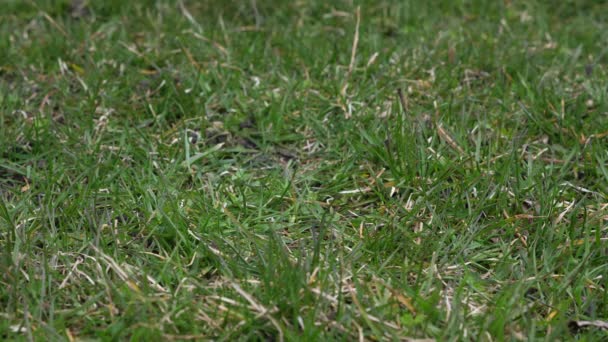 Short slow motion 50% half speed video clip of a used leather baseball with red laces tossed in the air and landing on the grass covered ground from a low vantage point making a good sports background — Stock Video