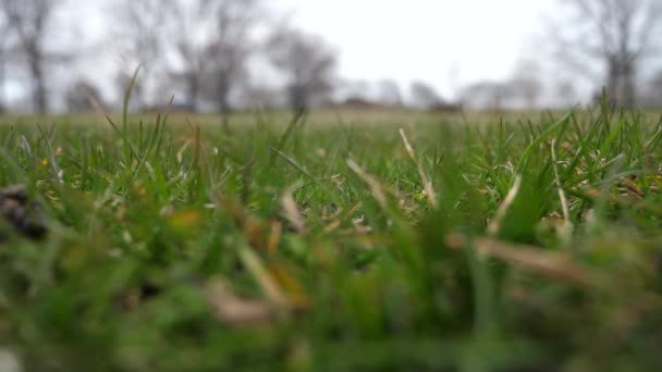 Korte slowmotion 50% halve snelheid videoclip van een honkbal gebruikte leder met rode veters gooide in de lucht en de landing op de grond met gras bedekt van een dieptepunt van de vantage, maken een goede sport-achtergrond — Stockvideo