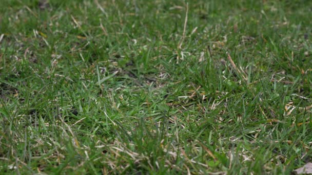 Short slow motion 50% half speed video clip of a used leather baseball with red laces tossed in the air and landing on the grass covered ground from a low vantage point making a good sports background — Stock Video