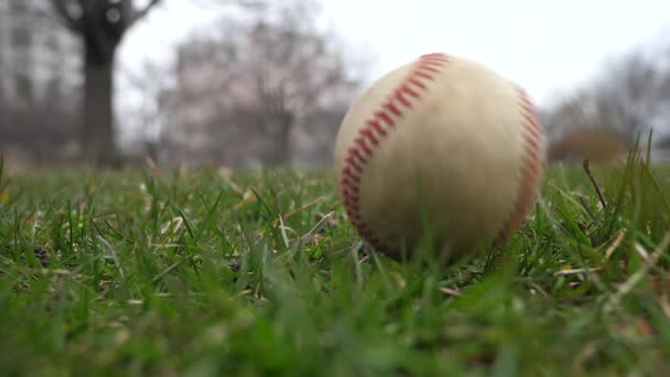 Short slow motion 50% half speed video clip of a used leather baseball with red laces tossed in the air and landing on the grass covered ground from a low vantage point making a good sports background — Stock Video