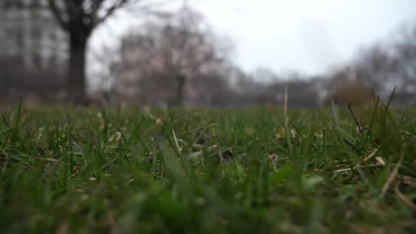 Short slow motion 50 % clip vidéo à mi-vitesse d'une balle de baseball en cuir usagée avec des lacets rouges jetés dans les airs et atterrissant sur le sol couvert d'herbe à partir d'un point de vue bas faisant un bon fond sportif — Video