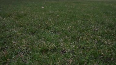 Kırmızı dantel ile kullanılan deri beyzbol video klip havaya fırlattı ve çim kaplı zeminde düşük noktadan yapma--dan açılış iyi bir arka plan spor.