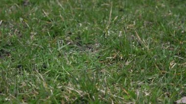 Kırmızı dantel ile kullanılan deri beyzbol video klip havaya fırlattı ve çim kaplı zeminde düşük noktadan yapma--dan açılış iyi bir arka plan spor.