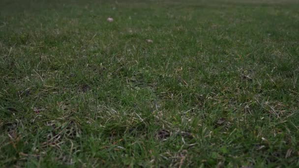 Videoklipp av en begagnad läder baseball med röda skosnören slängt i luften och landar på gräset täckt marken från en låg utsiktspunkt som gör en bra sport bakgrund. — Stockvideo
