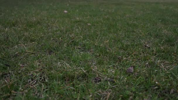 Videoclip van een honkbal gebruikte leder met rode veters gooide in de lucht en de landing op de grond met gras bedekt van een laag gezichtspunt-waardoor een goede sport achtergrond. — Stockvideo