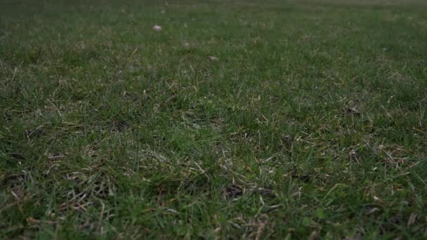 Videoklipp av en begagnad läder baseball med röda skosnören slängt i luften och landar på gräset täckt marken från en låg utsiktspunkt som gör en bra sport bakgrund. — Stockvideo