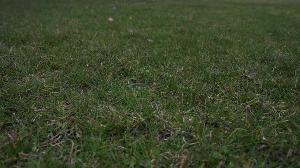Videoclip van een honkbal gebruikte leder met rode veters gooide in de lucht en de landing op de grond met gras bedekt van een laag gezichtspunt-waardoor een goede sport achtergrond. — Stockvideo