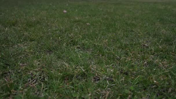 Video clip de una pelota de béisbol de cuero usada con cordones rojos lanzados en el aire y aterrizando en el suelo cubierto de hierba desde un punto de vista bajo haciendo un buen fondo deportivo . — Vídeos de Stock