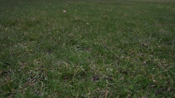 视频剪辑一个二手的皮革棒球与红色的鞋带扔在空中和降落在草地上覆盖地面从低的优势, 使良好的体育背景. — 图库视频影像