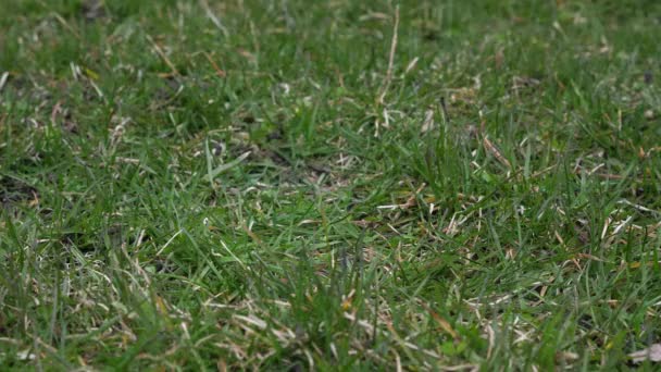 Video clip of a used leather baseball with red laces tossed in the air and landing on the grass covered ground from a low vantage point making a good sports background. — Stock Video