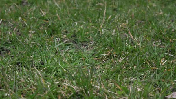 Video clip de una pelota de béisbol de cuero usada con cordones rojos lanzados en el aire y aterrizando en el suelo cubierto de hierba desde un punto de vista bajo haciendo un buen fondo deportivo . — Vídeo de stock