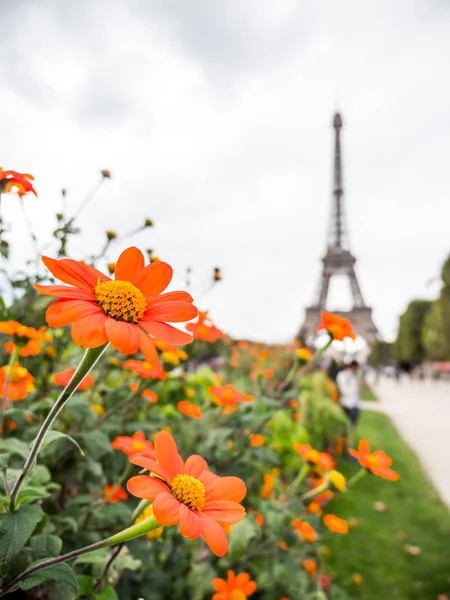 Zbliżenie Jasne Pomarańczowe Żółte Kwiaty Wieży Eiffla Paryżu Francja Rozmyte — Zdjęcie stockowe