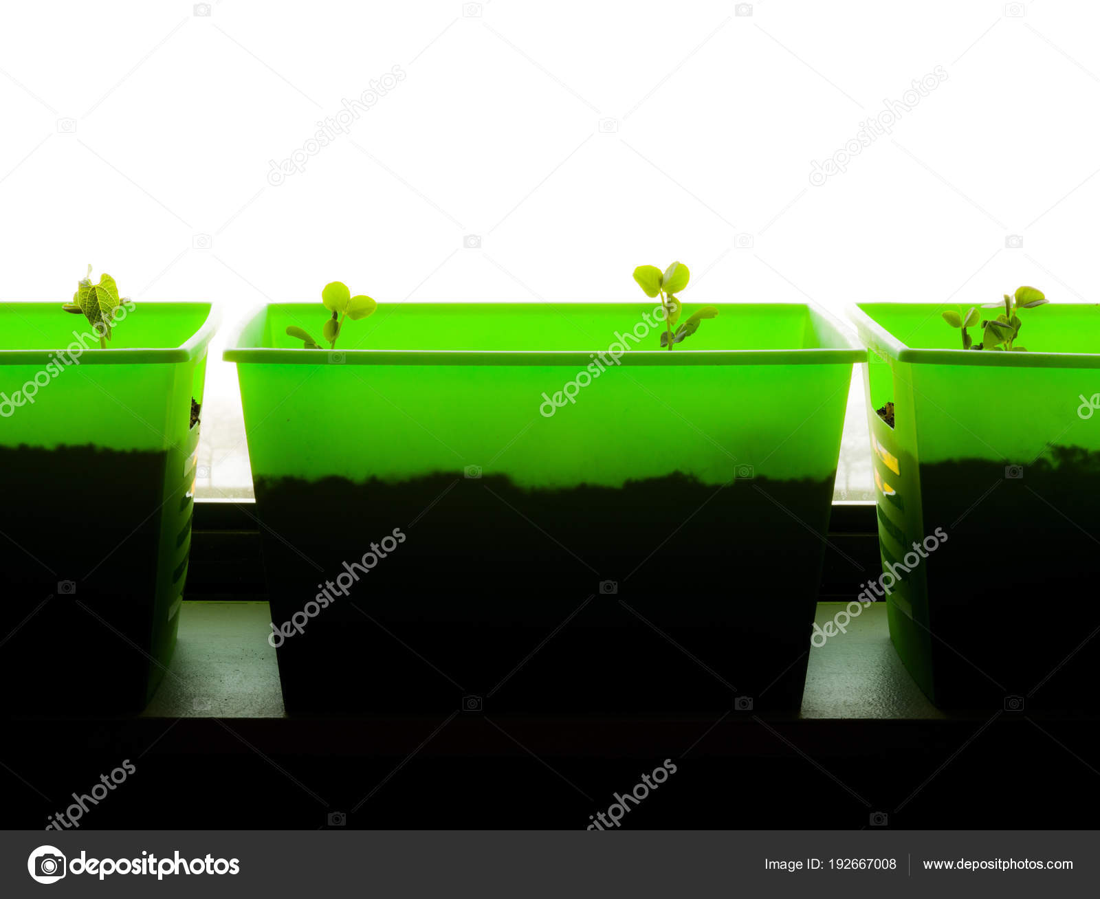 Photograph Bright Neon Green Indoor Window Sill Planter Boxes