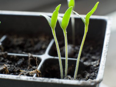 Parlak yeşil hassas domates sebze bitki fidan kesimli siyah plastik kapsayıcıdan çimlenme fotoğraf kapatmak.