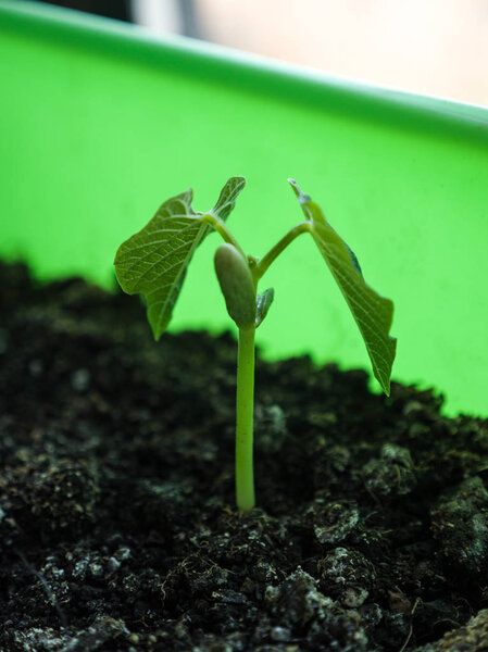 Close up of a green string bean vegetable plant seedling and leaves sprouting up from soil in an indoor house garden.