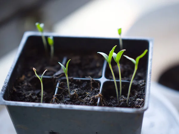 Close Photograph Bright Green Delicate Tomato Vegetable Plant Seedlings Sprouting — Stock Photo, Image