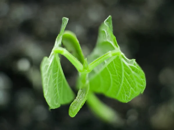 Close Photograph Looking Straight Green String Bean Vegetable Plant Seedling — Stock Photo, Image