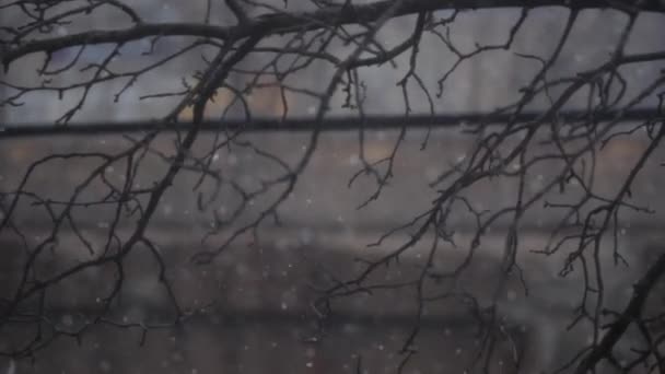 Όμορφο μεγάλο αφράτο νιφάδες χιονιού πέφτουν από τον ουρανό με γυμνό δέντρο κλαδιά στο παρασκήνιο σε μια χιονισμένη μέρα κρύα σε Evanston Ιλλινόις. — Αρχείο Βίντεο