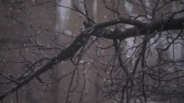 Beautiful large fluffy snowflakes falling from the sky with bare tree branches in the background on a snowy cold day in Evanston Illinois. — Stock Video