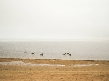 Warroad Nehri'nin ağzında kıyı boyunca bir bulutlu kasvetli sabahı içine Muskeg Bay, göl ormanda Minnesota boşaltır gibi yüzme birkaç Kanada kazlar.