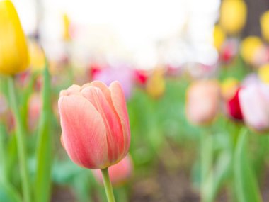 Pembe Lale güzel çiçek makro fotoğraf bulanık bokeh arka planını diğer kırmızı, mor ve sarı renkli Lale Downtown Chicago bahar çiçek yatakta ile.