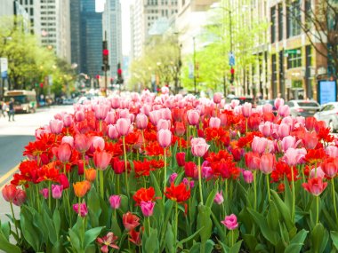Muhteşem kırmızı, pembe ve turuncu Lale çiçek yeşil saplı yoğun Merkezi, Michigan Avenue Chicago'da bulanık sokak sahne ile tam Bloom bir çiçek yatakta dikti.