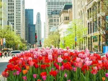 Muhteşem kırmızı, pembe ve turuncu Lale çiçek yeşil saplı yoğun Merkezi, Michigan Avenue Chicago'da bulanık sokak sahne ile tam Bloom bir çiçek yatakta dikti.