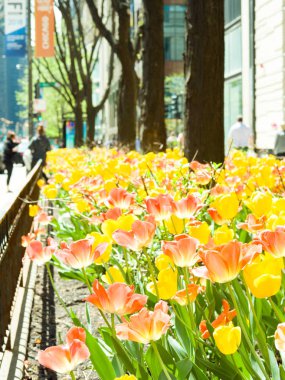 Tam Bloom bulanık sokak sahne ile Chicago Michigan Avenue boyunca ağaçlar dibinde muhteşem turuncu ve sarı renkli Lale çiçek dikti.