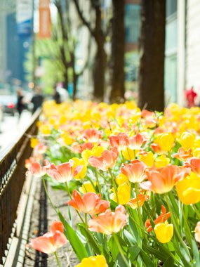 Tam Bloom bulanık sokak sahne ile Chicago Michigan Avenue boyunca ağaçlar dibinde muhteşem turuncu ve sarı renkli Lale çiçek dikti.