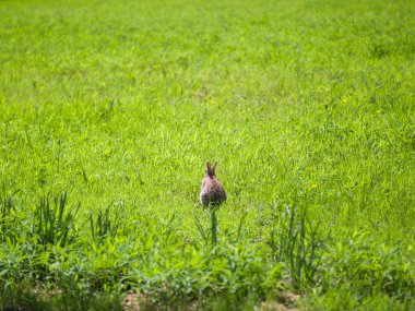 Uzun çim üstünde belgili tanımlık dip Chicago'daki bahar saçak ile parlak yeşil çim bir yama üzerinde oturan bir gerçek tek vahşi kahverengi tavşan tavşan fotoğrafı.