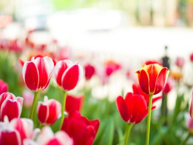 Güzel yakın çekim çiçek makro fotoğraf bulanık bokeh arka plan bahar bahçe Chicago şehir merkezine sokaklarda dikilen pembe ve kırmızı laleler.