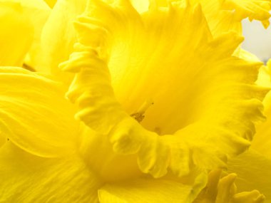 Closeup makro fotoğraf ile karmaşık bir tek sarı nergis çiçek Merkezi ercik detaylandırma ve yaprakları karıştırdı.