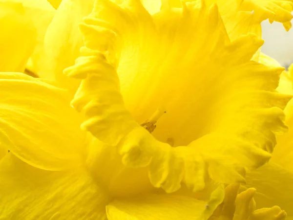 Fotografia Macro Close Uma Única Flor Narciso Amarelo Com Detalhes — Fotografia de Stock