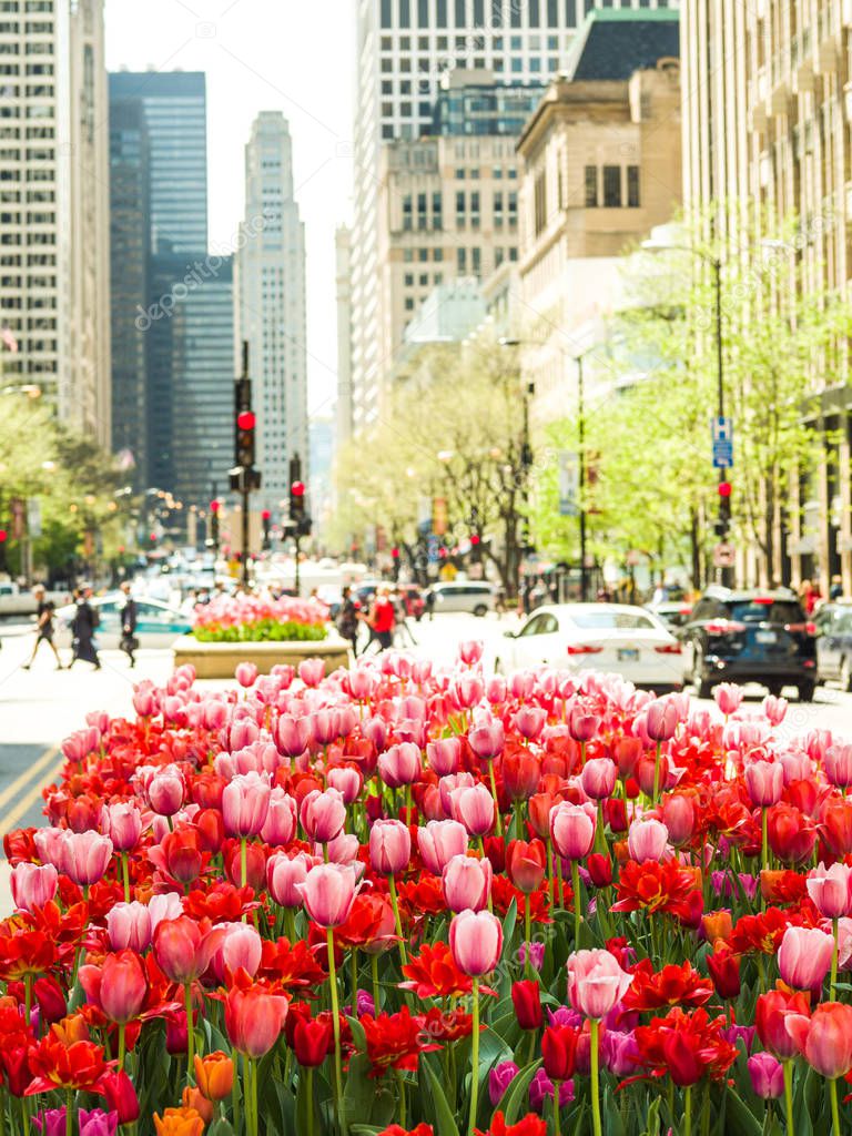 Gorgeous red, pink and orange tulip flowers with green stems densely planted in a flower bed in the center of Michigan Avenue in Chicago in full bloom with blurred street scene beyond.