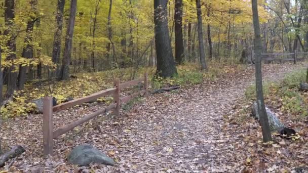在秋天 沿着一条小径 沿着森林的一座小山走着 森林里有一个木栅栏 树上有明亮的黄叶 — 图库视频影像