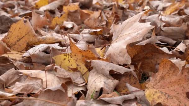 Out Focus Focus Close Ruffling Maple Leaves Laying Ground Pile — ストック動画