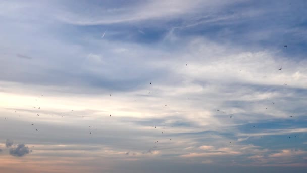 何百羽ものカモメと何千羽ものトンボが空中を飛行し 空中をホバリングするピンクの夕日の色合いを持つ白い羽の雲が美しい青い空 ビーチの近くで空を感染させます — ストック動画