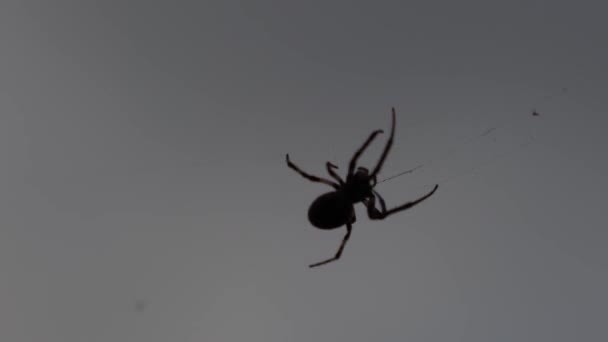 Primer Plano Silueta Una Pequeña Araña Negra Con Patas Peludas — Vídeo de stock